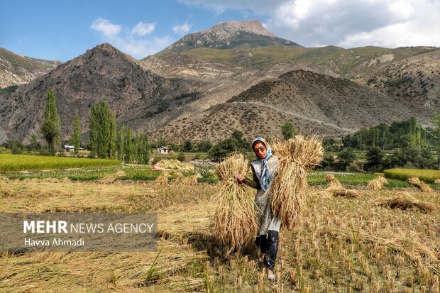 Traditional rice harvesting in Mazandaran