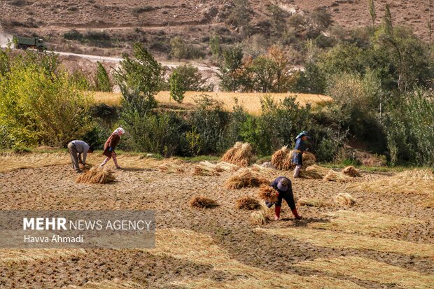 Traditional rice harvesting in Mazandaran