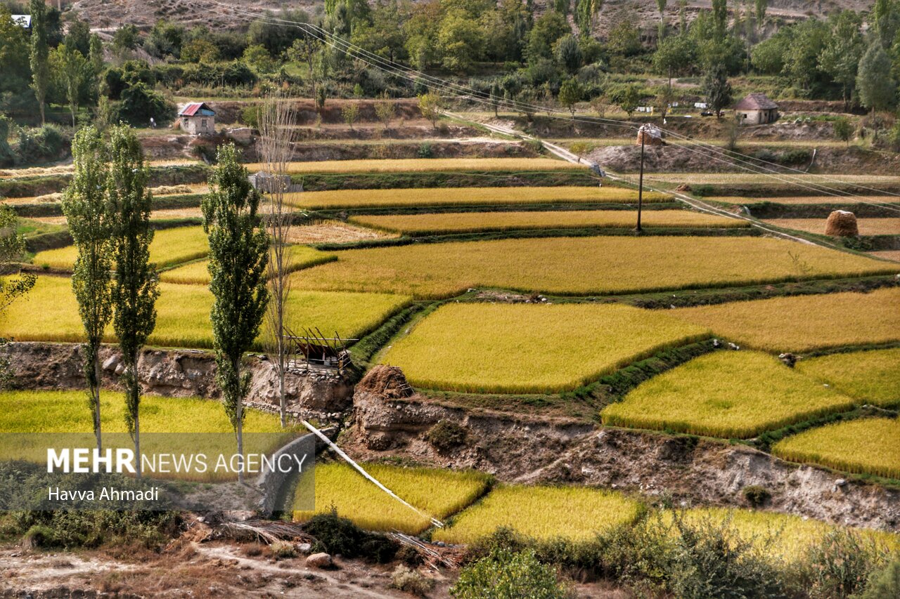 گِله شالیکار و هراس دلال/ معمای نرخ برنج به روزهای آخر نزدیک شد