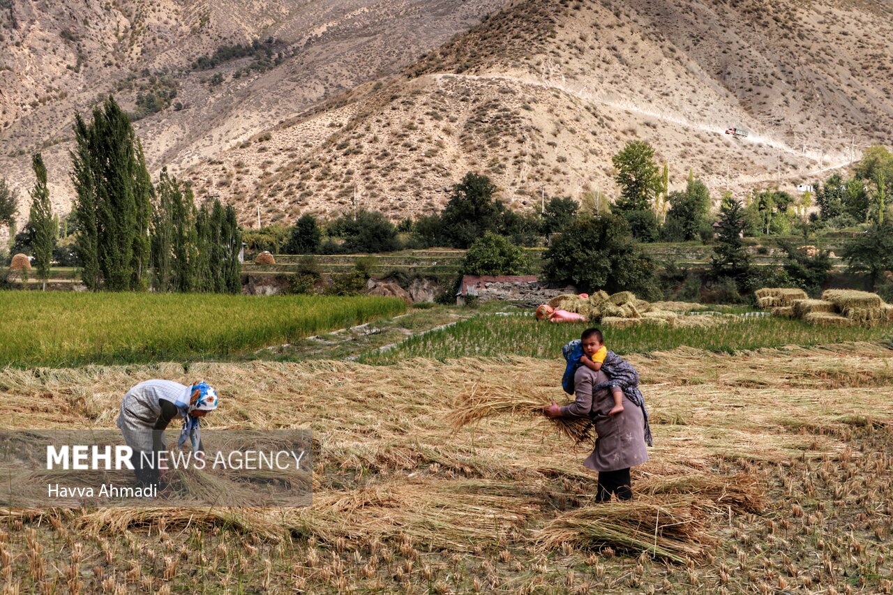 گِله شالیکار و هراس دلال/ معمای نرخ برنج به روزهای آخر نزدیک شد