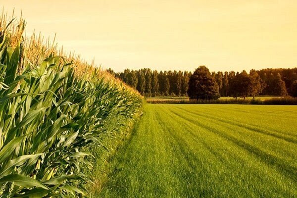 افزایش ۵۰ درصدی اجرای طرح جهش تولید در دیمزارهای آذربایجان شرقی