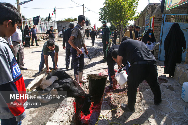 پرستوی مهاجر به خانه بازگشت