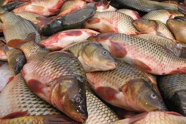۲۲۰ مزرعه پرورش ماهی در ایلام فعالیت دارند