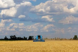 Iran 14th largest producer of wheat in world: FAO