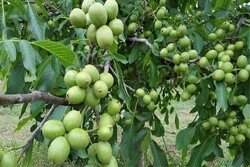 برگزاری جشنواره ٣ روزه گردو در شهر سهرورد