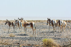 Kavir National Park