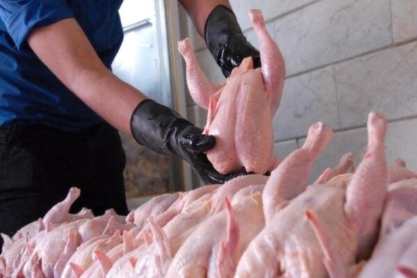 خرید ۵۰۰ تُن مرغ مازاد در اصفهان/ قیمت مرغ به ۵۱ هزار تومان رسید