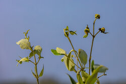 پنج هزار نهال حَرّا در روستای جهانی سهیلی جزیره قشم کاشته شد
