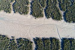 حَرّا، ریه سبز خلیج فارس و تکیه‌گاه زندگی در جزیره؛ ۵ هزار نهال غرس شد