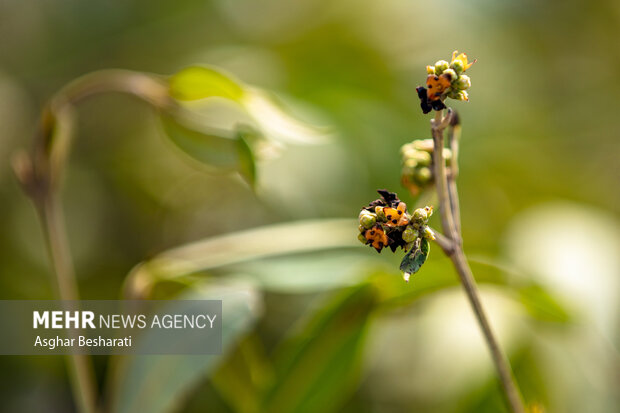 حَرّا، ریه سبز خلیج فارس و تکیه‌گاه زندگی در جزیره؛ ۵ هزار نهال غرس شد