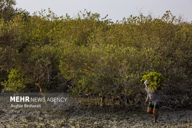 حَرّا، ریه سبز خلیج فارس و تکیه‌گاه زندگی در جزیره؛ ۵ هزار نهال غرس شد