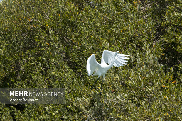 حَرّا، ریه سبز خلیج فارس و تکیه‌گاه زندگی در جزیره؛ ۵ هزار نهال غرس شد