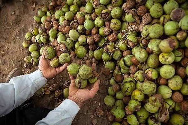 پیش بینی برداشت ۲ هزار تُن گردو در ۶۵۰ هکتار از باغات فیروزکوه 