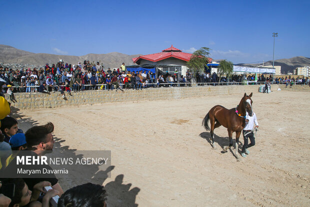 İran'da Türkmen Atları Festivali 