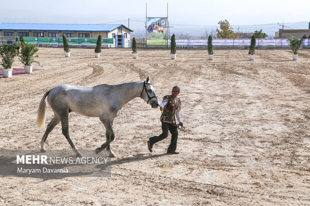 İran'da Türkmen Atları Festivali 