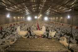 نظارت بر بازار مرغ در کرمان تشدید می شود