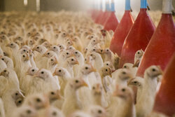 تولید ۶۰ هزار تن مرغ گوشتی در واحدهای مرغداری استان قزوین