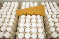 صادرات تخم‌مرغ نیازمند مشوق‌های دولتی است/ اصفهان رتبه نخست تولید در کشور