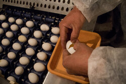 کشف و ضبط ۸۶۴۰ عدد تخم مرغ فاقد شرایط نشانه گذاری در قروه