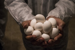 ۱۲ درصد تخم مرغ کشور در قم تولید می شود/ ضرورت اصلاح قیمت جهت پایداری تولید