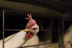 پرورش ۷۰  تن مرغ گوشتی در چهارمحال و بختیاری