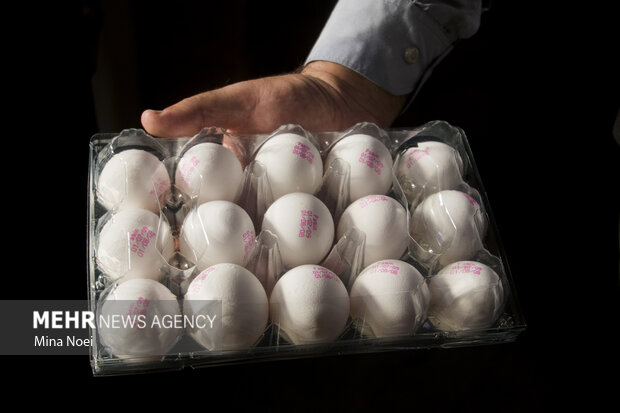 زنجیره تخممرغ به بخش خصوصی واگذار شد زنجیره تخممرغ به بخش خصوصی واگذار شد