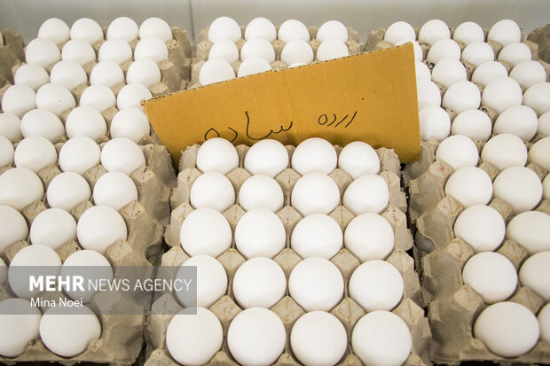 سرانه تولید تخم مرغ آذربایجان شرقی بیشتر  از میانگین کشوری