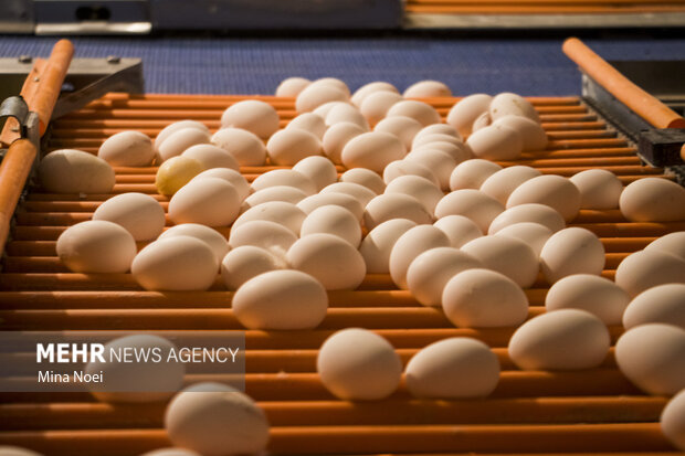 روزانه ۲۵۰ تن تخم مرغ در قم تولید و روانه بازار می شود