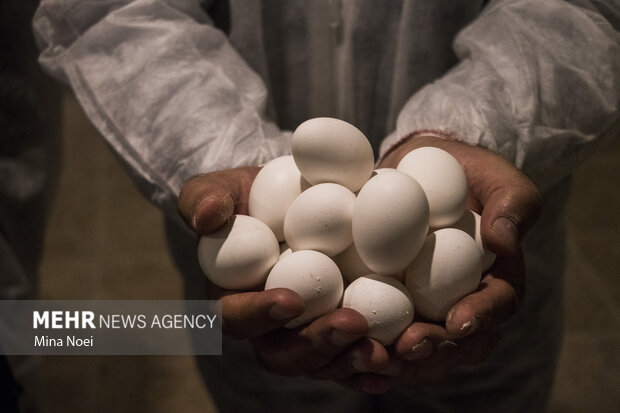 آذربایجان شرقی,قطبی مهم و تاثیر گذار در تولید تخم مرغ
