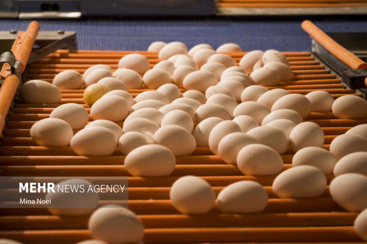 افزایش یک‌هزار و ۱۰۰ تن تخم مرغ به تولیدات استان اردبیل