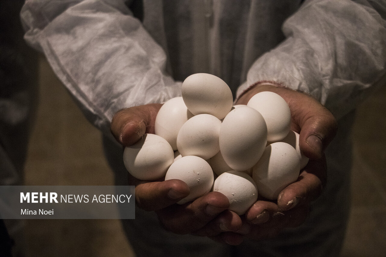 ۱۲ درصد تخم مرغ کشور در قم تولید می شود