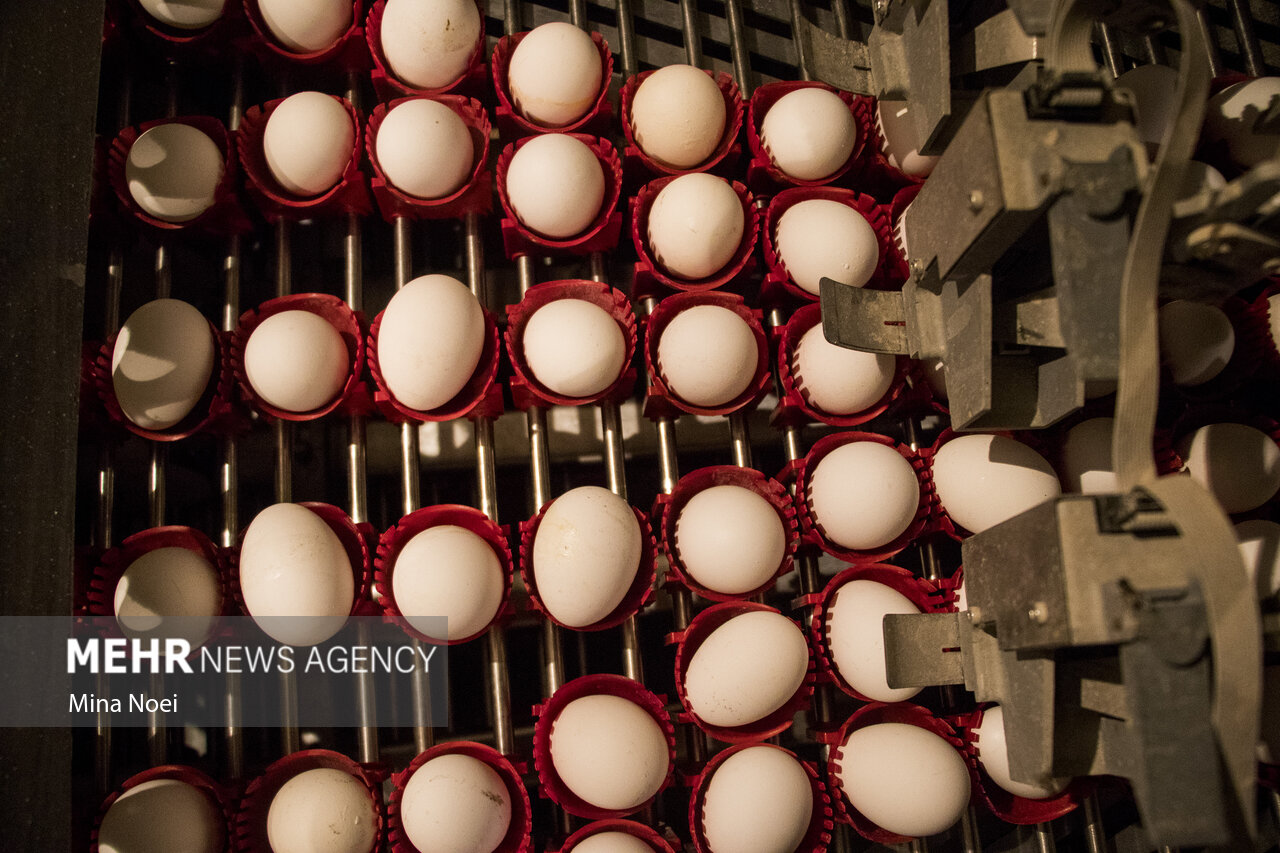 ۲۴ هزار تن تخم مرغ در استان مرکزی تولید شد