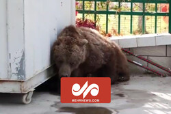تصاویری از نجات یک خرس مصدوم در چین