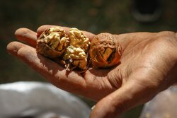 Harvesting walnut in Sohrevard
