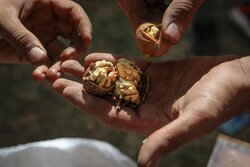 ۱.۵ تُن مغز گردوی قاچاق در شهرضا کشف شد