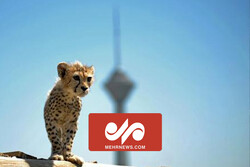 VIDEO: Pirouz; Iranian cheetah cub