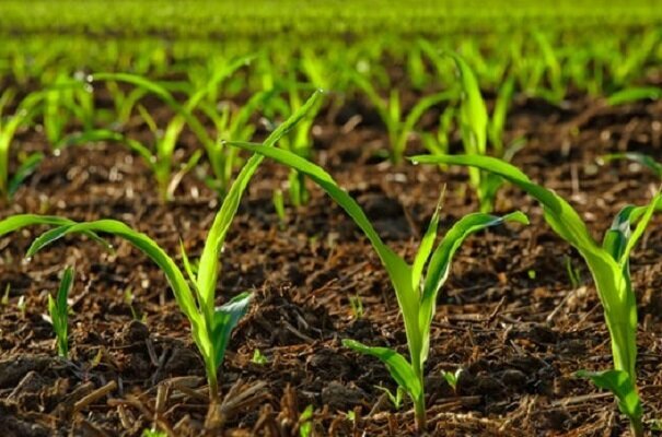 اعتبارات کشاورزی هرمزگان در دولت سیزدهم ۴۰۰درصد افزایش یافت