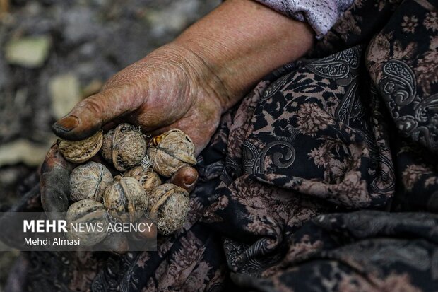 حال و هوای <a class='tagColor' href='/Tags/Archive/گردو'>گردو</a>یی در کهمان؛ طلای سبز زاگرس به بار نشست!