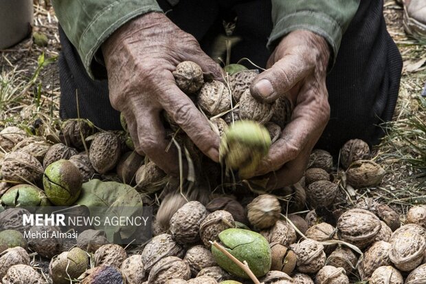 قطب طلای سبز کشور چشم انتظار حمایت های بیمه کشاورزی