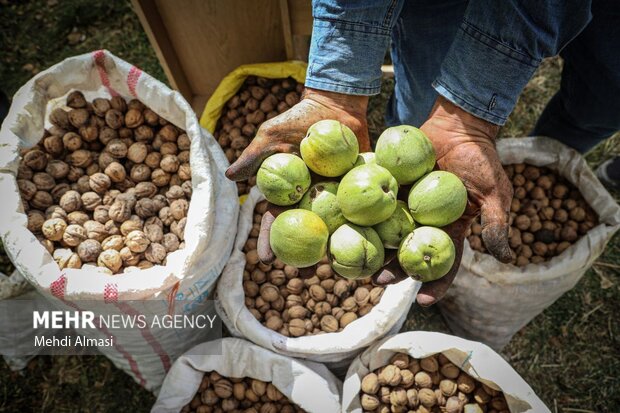 افزایش تولید گردو در بانه/ لزوم تقویت صنایع تبدیلی در بخش کشاورزی
