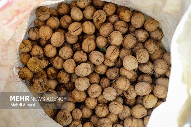 6 میلیارد ریال گردوی قاچاق در استان سمنان کشف شد