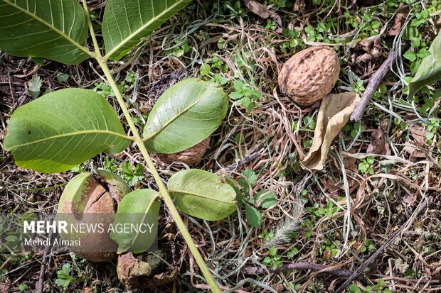 وقتی کارآفرینان تویسرکان پای کار می آیند/ مسئولین حمایت کنند