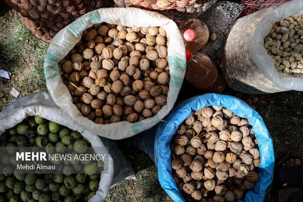 برداشت گردو از ۵۵۰ هکتار از باغات شهرستان تفرش آغاز شد برداشت گردو از ۵۵۰ هکتار از باغات شهرستان تفرش آغاز شد