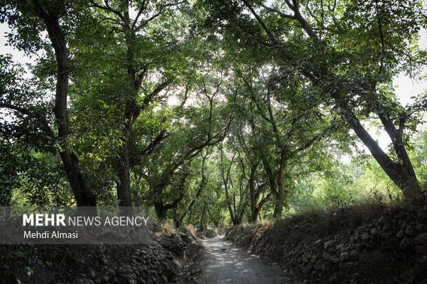 حال و هوای <a class='tagColor' href='/Tags/Archive/گردو'>گردو</a>یی در کهمان؛ طلای سبز زاگرس به بار نشست!