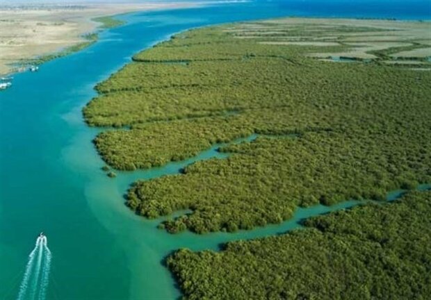 ایجاد جنگل حرا در خوزستان