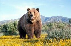 تلف شدن یک قلاده خرس در انگوت/ لاشه خرس به محیط‌زیست گرمی انتقال داده شد