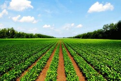 سند مالکیت برای ۱۰ درصد از اراضی کشاورزی کشور صادر شد