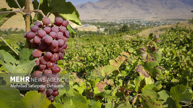 İran'da üzüm hasadı