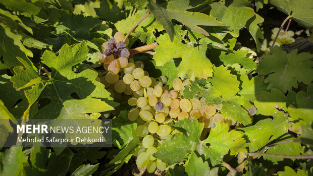 ۲۲۷ هزارتن انگور از باغات آذربایجان غربی برداشت می شود