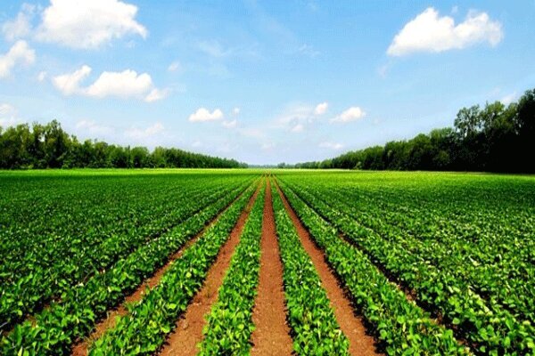 توسعه تعامل دولت و مجلس برای رفع مشکلات بخش کشاورزی